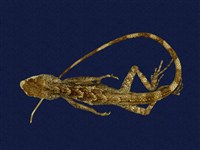 藏品(黃口攀蜥)的圖片